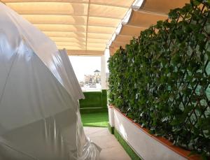 a green plant in a planter on a balcony at Belmonte Rooms in Córdoba