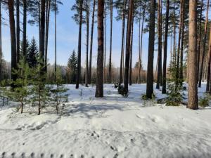 grupa drzew w pokrytym śniegiem lesie w obiekcie Leśniczówka nad jeziorem w mieście Zamordeje
