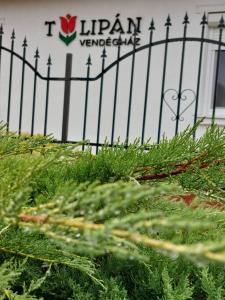 une clôture avec des plantes vertes devant elle dans l'établissement Tulipán Vendégház, à Sárospatak