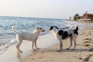 Domácí mazlíčci ubytovaní s hosty v ubytování Yasmina Beach