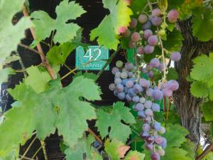 a bunch of grapes hanging from a tree at Ferienhaus Müller Bauernhaus in Sankt Stefan ob Stainz