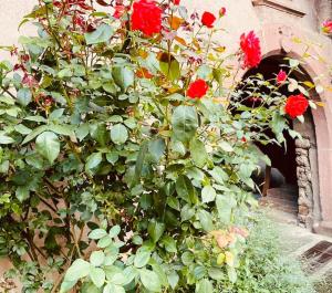 A garden outside Gîte Origin Gueberschwihr