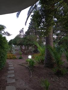 un jardin avec un arbre et un chemin en pierre dans l'établissement Villa Muia-Appartamento con giardino, à Parabita