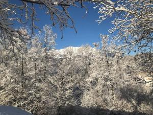 Maso Zambo Resort - Adults only -2 Rooms, Spa & Restaurant sopra il lago di Como في Cassina Valsassina: مجموعة من الأشجار مغطاة بالثلج