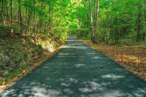 eine Straße inmitten eines Waldes mit Bäumen in der Unterkunft 360 Padgett Mill Rd Cabin in Cosby