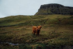 a brown cow standing on a grassy hill at Múlafossur Cottages by famous waterfall in Gásadalur in Gásadalur
