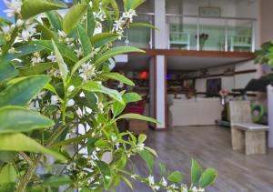 a plant with white flowers in front of a building at Hotel Sonne - Adults Only in Kaş