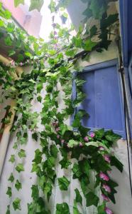 a bunch of plants growing on the side of a building at Casa con terraza a 10min de la playa in Cullera