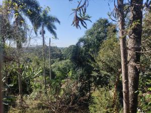 a view of the jungle from the road at Chácara 4 Ases J R in Cotia