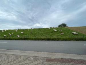 een kudde schapen die grazen op een grasheuvel bij Nordwindoase in Grünendeich