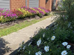 um jardim com flores brancas e um passeio em Daisy House - Whittington - 10 minutes to central Geelong 