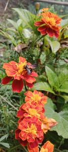 une abeille assise sur des fleurs rouges dans l'établissement El Chalet de El Refugio de la Loma, à Tocancipá