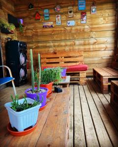 Cabañas rústicas Pichilemu : غرفة مع العديد من النباتات الفخارية على أرضية خشبية