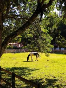 un pâturage à cheval dans un champ à côté d'une clôture dans l'établissement Casa de Campo: Sítio Santa Helena-Mendes RJ, à Mendes
