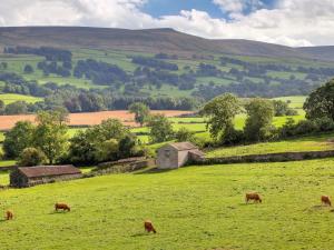 a group of animals grazing in a green field at Foal Barn Cottages - The Smithy - Spennithorne in Middleham