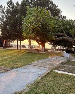 einen Steinweg in einem Park mit einem Baum in der Unterkunft Genari Beach Apartments in Levendokhórion