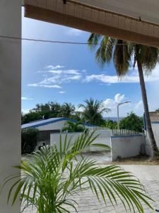 a palm tree sitting next to a white fence at Gite Ti Bali in Deshaies