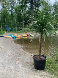 uma palmeira em um pote ao lado de um corpo de água em paradis sauvage geronimo em St-Etienne de Bolton