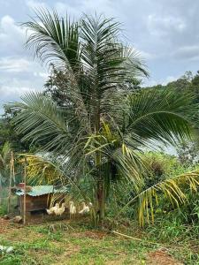 a palm tree next to a bench in a field at The FARM on the LAKE in Di Linh