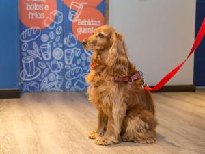 a brown dog sitting on a red leash at ibis budget Curitiba Centro in Curitiba