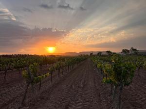 a vineyard with the sun setting in the background at Cal Muntanyès in Barcelona