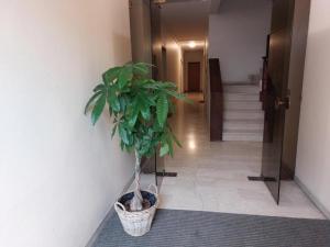 a potted plant sitting on the floor in a hallway at In Blu Santo Ospedale in Padova +10 photos