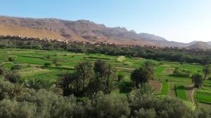 un campo con palmeras y montañas al fondo en MAISON D'HOTES IRIKI en Tinerhir