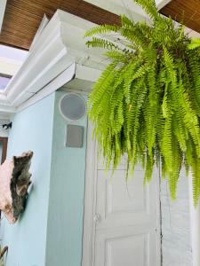 a door with a green plant in front of it at CasaLu in Puntarenas +23 photos