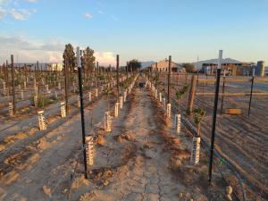 Fotografie z fotogalerie ubytování Black Star Ranch Vineyard v destinaci Pahrump