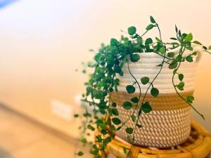 a potted plant sitting on top of a basket at *Le Royal*Havre De Paix*Wifi* in Marseille
