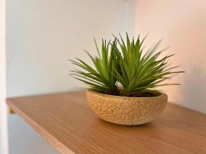 a plant in a pot sitting on a table at *Le Royal*Havre De Paix*Wifi* in Marseille