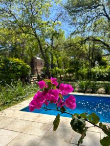 une fleur rose assise sur un trottoir à côté d'une piscine dans l'établissement Casa en Paso De La Patria, à Paso de la Patria