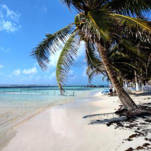 een palmboom op een strand met de oceaan bij Blue Mahahual in Mahahual