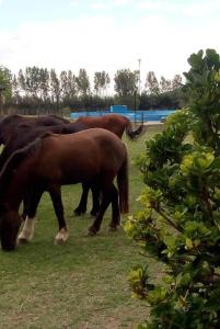 a group of brown horses grazing in a field at Complejo Aguas de Reposo CASA DE CAMPO in San Rafael