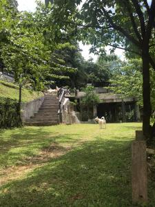 Ein Hund stand im Gras in der Nähe einer Treppe in der Unterkunft ม่านฟ้าฮิลล์ ภูชี้ฟ้า 