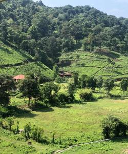 a view of a green field with trees and a mountain at Tea Trees Service Villas in Vythiri