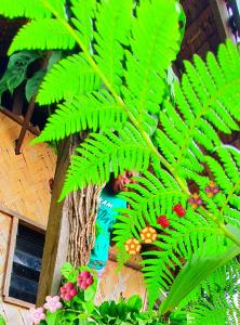 Ein Mann steht in einem Baum neben einer Pflanze in der Unterkunft Imaio home stay in Ipenyen