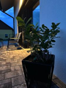 Foto dalla galleria di Apartmány Jakubov a Wickwitz