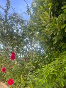un jardín con flores rosas y árboles al fondo en Charmante Maison proche mer, en Colleville-Montgomery