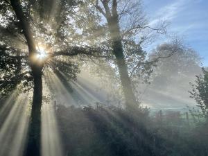 um grupo de árvores com o sol brilhando através delas em Efail Y Garn em Swansea