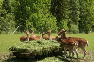 un grupo de ciervos comiendo heno en un campo en Gasthaus Marie en Achenkirch