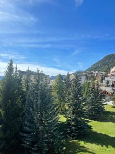 un groupe d'arbres de Noël dans un champ dans l'établissement Le repère de Bianca, le premier de cordée, à Montgenèvre