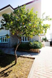 Appartamento 150 mq in villa sul mare a Fertilia في فيرتيليا: شجرة ليمون صغيرة أمام المنزل
