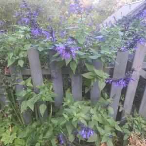 Ein Zaun mit lila Blumen, die darauf wachsen. in der Unterkunft La Haie à Cerf in Watronville