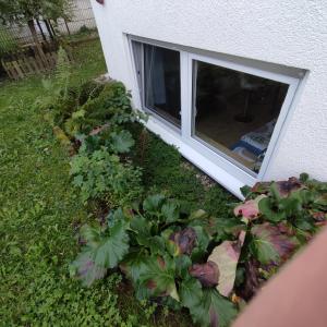 a garden with plants in front of a window at Siebeneichen in Affalterbach