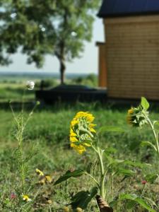 uma flor amarela no meio de um quintal em Woody em Szigetvár