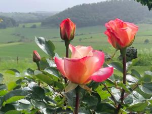 un grupo de rosas rosas con un campo en el fondo en Holiday home Sellanraa en Campagnano di Roma