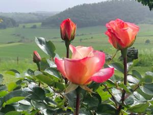 un gruppo di rose rosa con un campo sullo sfondo di Holiday home Sellanraa a Campagnano di Roma