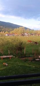 twee paarden grazen in een grasveld bij Departamento Campanita in San Martín de los Andes