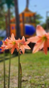 um grupo de flores cor-de-rosa na relva em Pousada Vila Cajuína - Luís Correia em Luís Correia